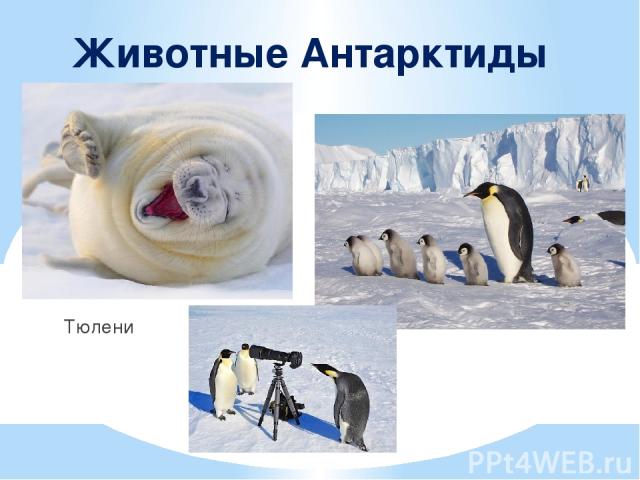Животные Антарктиды Тюлени Пингвины