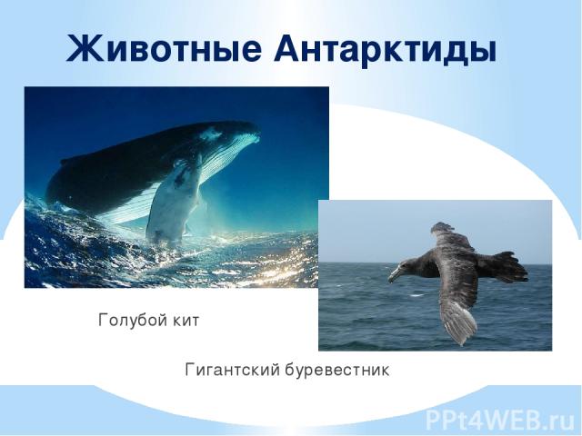 Животные Антарктиды Голубой кит Гигантский буревестник