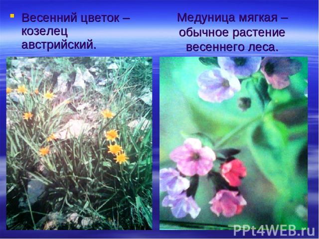Медуница мягкая – обычное растение весеннего леса. Весенний цветок – козелец австрийский.