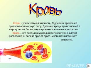 Кровь - удивительная жидкость. С древних времён ей приписывали могучую силу. Дре