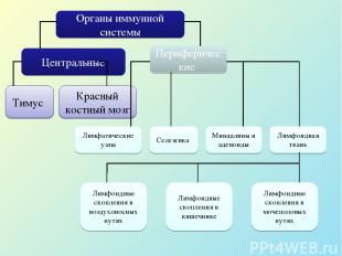 Органы иммунной системы Центральные Периферические Тимус Красный костный мозг Ли