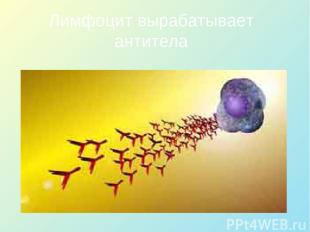Лимфоцит вырабатывает антитела
