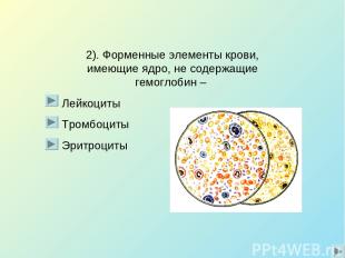 2). Форменные элементы крови, имеющие ядро, не содержащие гемоглобин – Лейкоциты