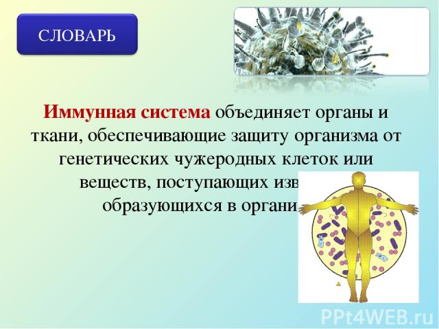 Тест по теме иммунитет 8 класс биология. Защиту организма обеспечивает ткань. Глоссарий иммунная система. Иммунитет 8 класс биология. Какие ткани обеспечивают тепловую защиту организма.