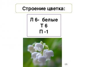 Строение цветка: Л 6- белые Т 6 П -1