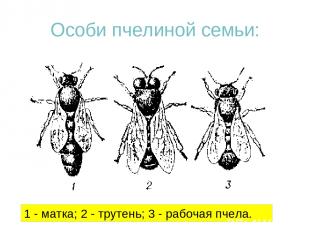 Особи пчелиной семьи: 1 - матка; 2 - трутень; 3 - рабочая пчела.