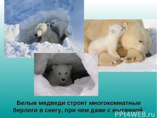 Белые медведи строят многокомнатные берлоги в снегу, при чем даже с вытяжкой.