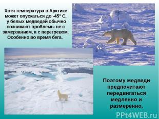 Хотя температура в Арктике может опускаться до -45° С, у белых медведей обычно в