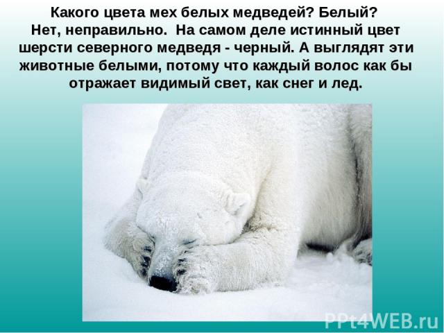 Какого цвета мех белых медведей? Белый? Нет, неправильно.  На самом деле истинный цвет шерсти северного медведя - черный. А выглядят эти животные белыми, потому что каждый волос как бы отражает видимый свет, как снег и лед.