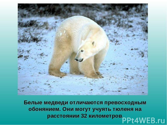 Белые медведи отличаются превосходным обонянием. Они могут учуять тюленя на расстоянии 32 километров.