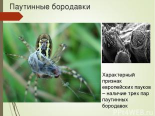 Паутинные бородавки Характерный признак европейских пауков – наличие трех пар па