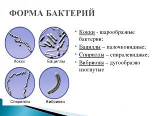 Кокки - шарообразные бактерии; Бациллы – палочковидные; Спириллы – спиралевидные