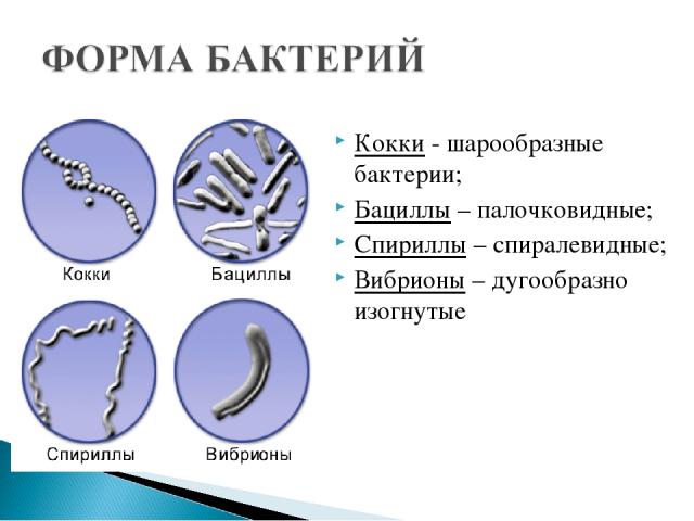 Кокки - шарообразные бактерии; Бациллы – палочковидные; Спириллы – спиралевидные; Вибрионы – дугообразно изогнутые