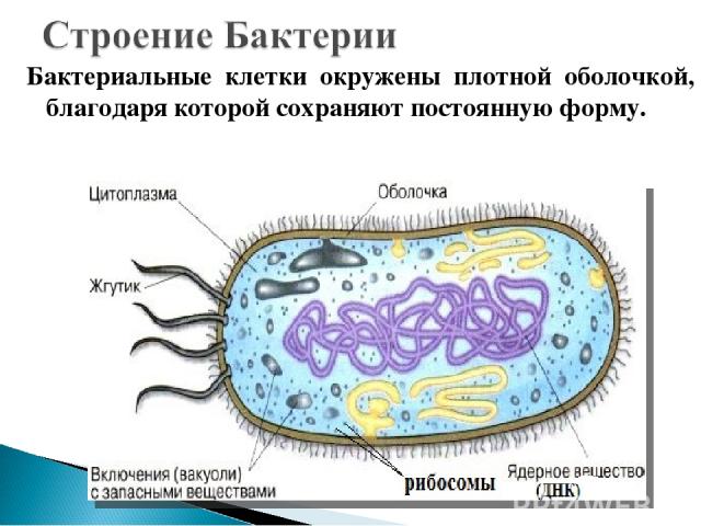 Бактериальные клетки окружены плотной оболочкой, благодаря которой сохраняют постоянную форму.