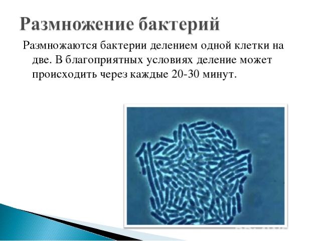 Размножаются бактерии делением одной клетки на две. В благоприятных условиях деление может происходить через каждые 20-30 минут.