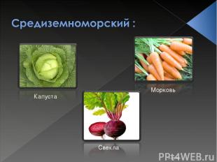 * Капуста Морковь Свекла Костюк Алёна 11-Б класс