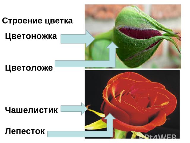 Строение цветка Цветоножка Цветоложе Чашелистик Лепесток