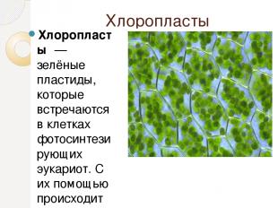 Хлоропласты Хлоропла сты  — зелёные пластиды, которые встречаются в клетках фото