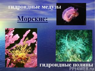 гидроидные медузы гидроидные полипы Морские: