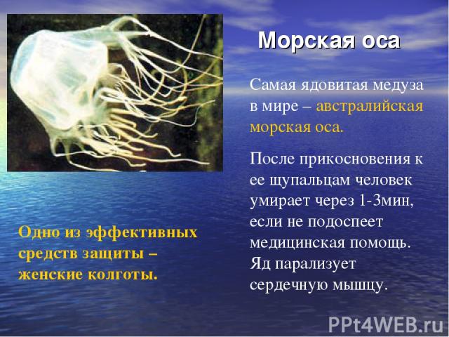 Морская оса Самая ядовитая медуза в мире – австралийская морская оса.  После прикосновения к ее щупальцам человек умирает через 1-3мин, если не подоспеет медицинская помощь. Яд парализует сердечную мышцу. Одно из эффективных средств защиты – женские…