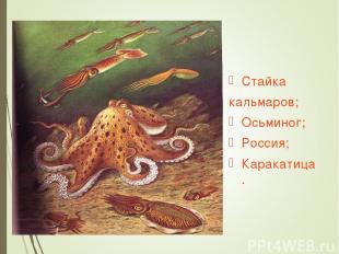 Стайка кальмаров; Осьминог; Россия; Каракатица.