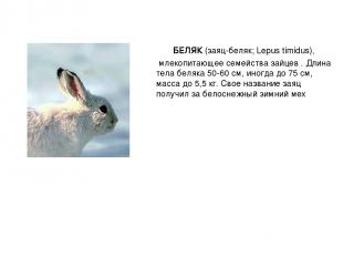БЕЛЯК (заяц-беляк; Lepus timidus), млекопитающее семейства зайцев . Длина тела б