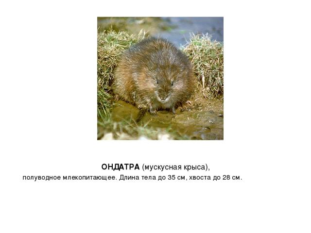 ОНДАТРА (мускусная крыса), полуводное млекопитающее. Длина тела до 35 см, хвоста до 28 см.    