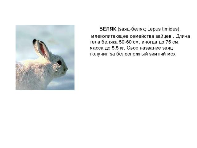 БЕЛЯК (заяц-беляк; Lepus timidus), млекопитающее семейства зайцев . Длина тела беляка 50-60 см, иногда до 75 см, масса до 5,5 кг. Свое название заяц получил за белоснежный зимний мех