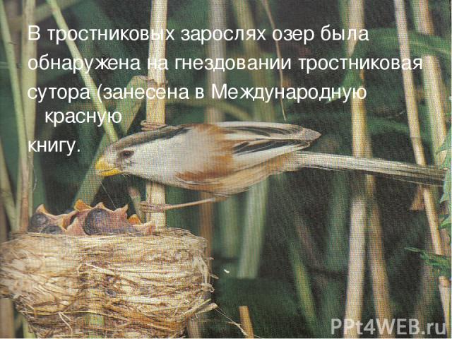 В тростниковых зарослях озер была обнаружена на гнездовании тростниковая сутора (занесена в Международную красную книгу.