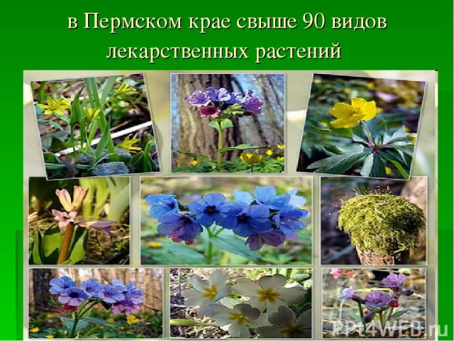 в Пермском крае свыше 90 видов лекарственных растений