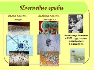 Плесневые грибы Белая плесень- мукор Зелёная плесень- пеницилл Александр Флеминг