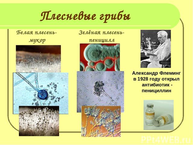 Плесневые грибы Белая плесень- мукор Зелёная плесень- пеницилл Александр Флеминг в 1928 году открыл антибиотик - пенициллин
