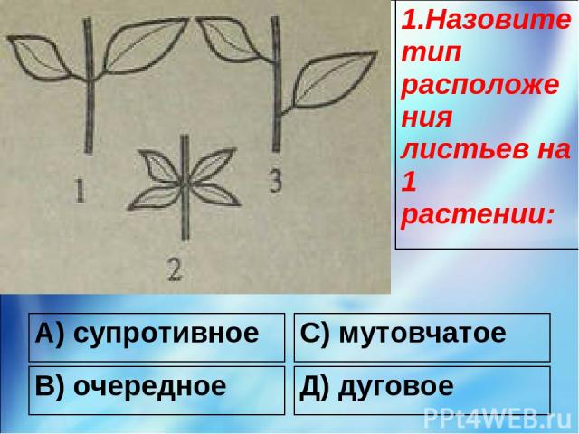 А) супротивное С) мутовчатое В) очередное Д) дуговое 1.Назовите тип расположения листьев на 1 растении: