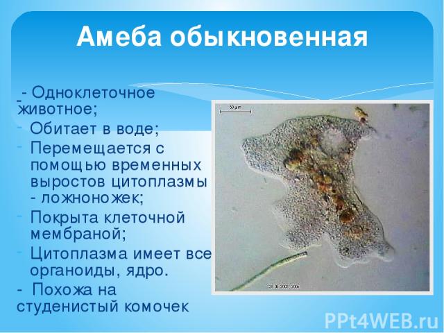 Амеба обыкновенная - Одноклеточное животное; Обитает в воде; Перемещается с помощью временных выростов цитоплазмы - ложноножек; Покрыта клеточной мембраной; Цитоплазма имеет все органоиды, ядро. - Похожа на студенистый комочек