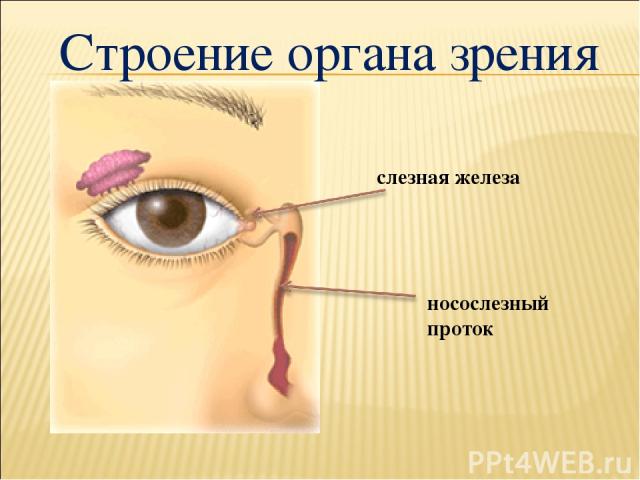 носослезный проток слезная железа Строение органа зрения