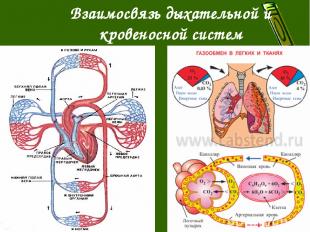 Взаимосвязь дыхательной и кровеносной систем