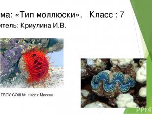 КЛАССИФИКАЦИЯ МОЛЛЮСКОВ Количество видов более 130 тысяч Тип Моллюски Класс Брюх