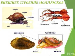 Части тела моллюсков: 1. Голова (у двустворчатых – нет) 2. Туловище 3. Нога (щуп