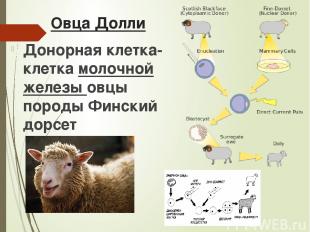 Овца Долли Донорная клетка- клетка молочной железы овцы породы Финский дорсет