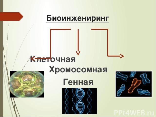 Биоинжениринг Клеточная Хромосомная Генная