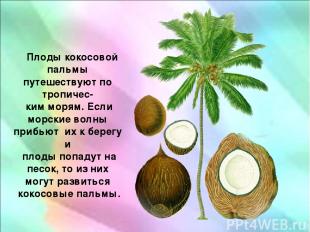 Плоды кокосовой пальмы путешествуют по тропичес- ким морям. Если морские волны п