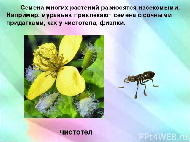 Семена многих растений разносятся насекомыми. Например, муравьёв привлекают семена с сочными придатками, как у чистотела, фиалки. чистотел