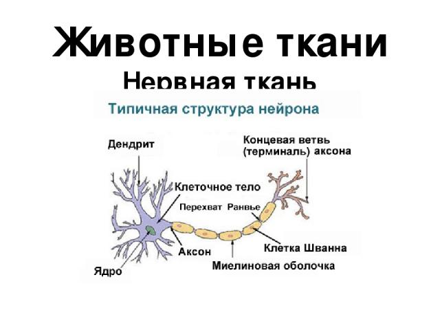 Животные ткани Нервная ткань