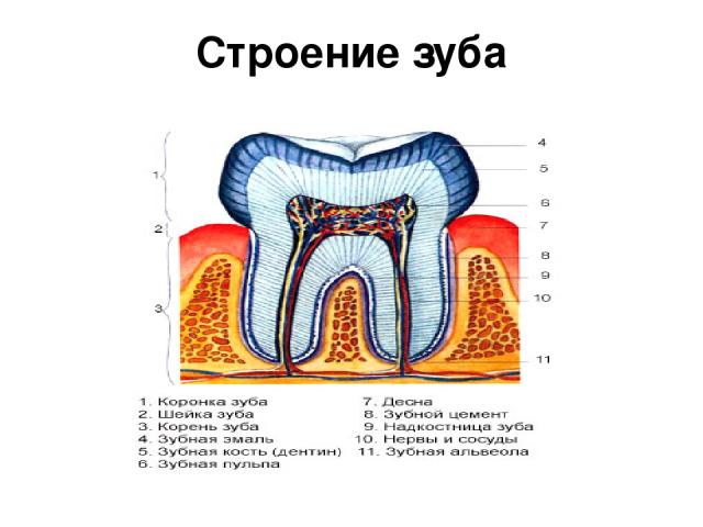 Строение зуба