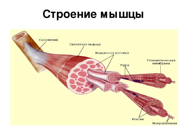 Строение мышцы