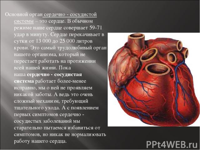 Основной орган сердечно - сосудистой системы – это сердце. В обычном режиме наше сердце совершает 59-71 удар в минуту. Сердце перекачивает в сутки от 13 000 до 25 000 литров крови. Это самый трудолюбивый орган нашего организма, который не перестает …