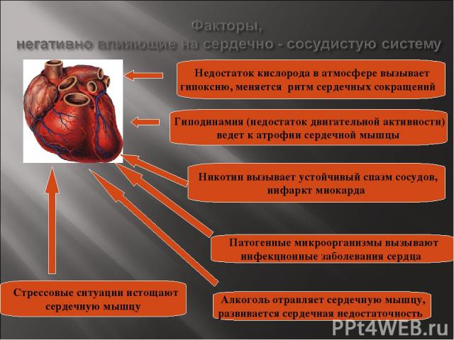Недостаток кислорода в атмосфере вызывает гипоксию, меняется ритм сердечных сокращений Гиподинамия (недостаток двигательной активности) ведет к атрофии сердечной мышцы Никотин вызывает устойчивый спазм сосудов, инфаркт миокарда Патогенные микроорган…