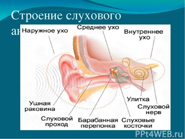 Строение слухового анализатора