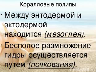 Коралловые полипы Между энтодермой и эктодермой находится (мезоглея). Бесполое р