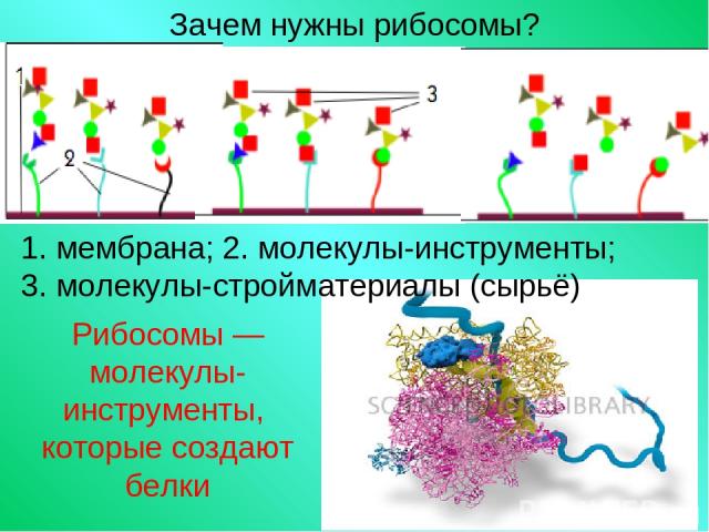 Зачем нужны рибосомы? Рибосомы — молекулы-инструменты, которые создают белки 1. мембрана; 2. молекулы-инструменты; 3. молекулы-стройматериалы (сырьё)